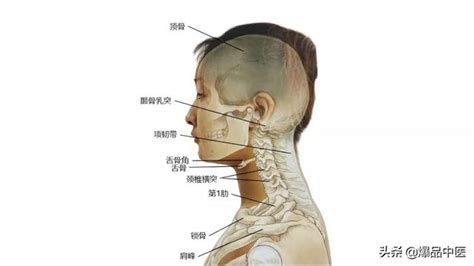 脖子下面的骨頭|脖子下边的骨头叫什么